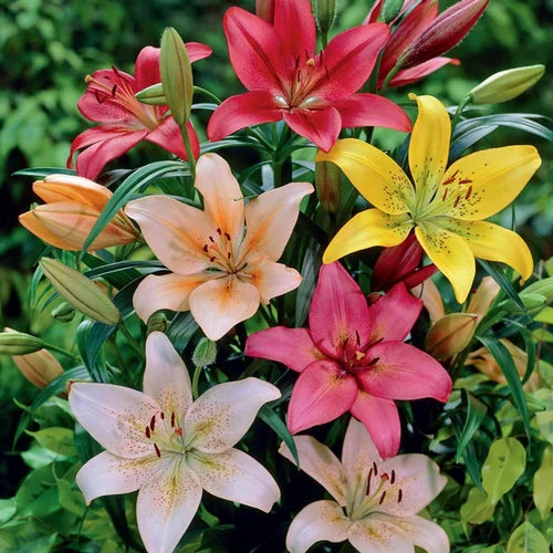 Different Colors Lilies Flowers Bulbs